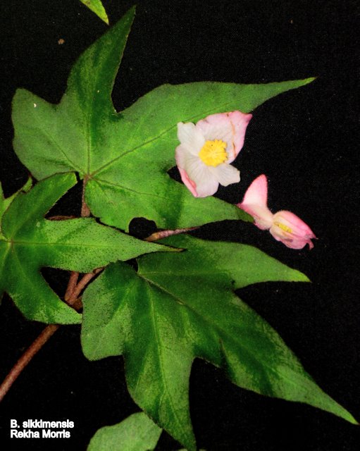 B. sikkimensis var. sikkimensis